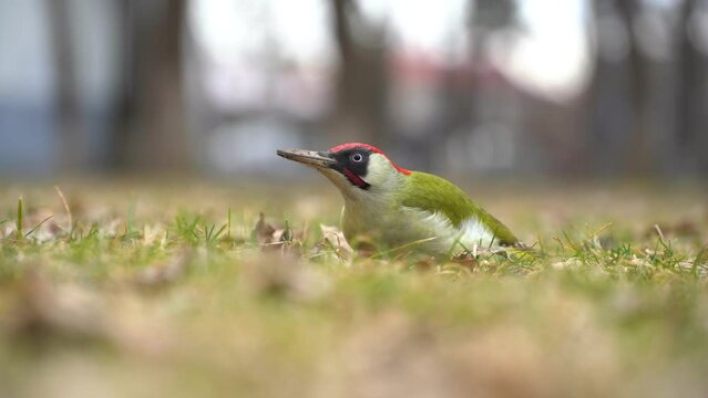 green woodpecker. picus viridis. bird on a carpet of leaves in a snowless winter. video 4 k.