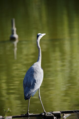 Gray heron near to the water