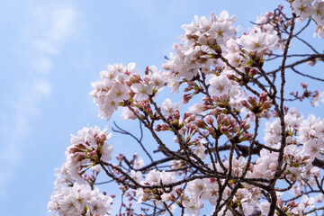 桜