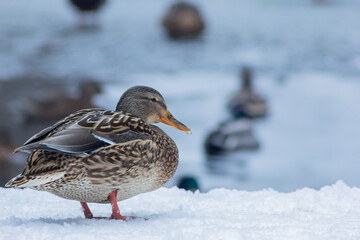 Duck standing on the snow during winter