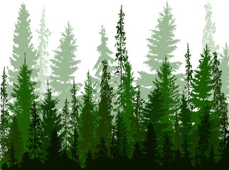 Fototapeta premium fir trees green high forest isolated on white