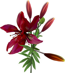 isolated on white single dark cherry lily with green leaves