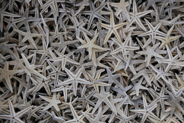 lots of dried white starfish
