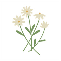 Daisies. Cottage core. Flat design. Hand drawn vector