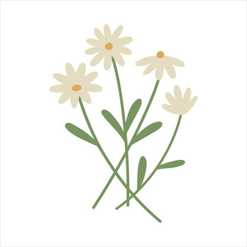 daisies bouquet green stems white background clip art preview