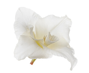 Fototapeta na wymiar pure white isolated single gladiolus bloom