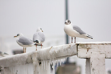 seagulls on a pier