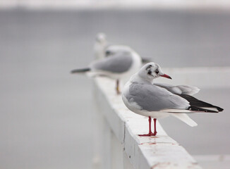 seagulls on a post