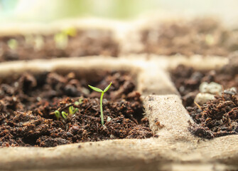 Celery seedling just emerged, on window sill. Macro of tiny organic tango celery, also known as Apium graveolens, in biodegradable paper starter pot tray. 10 days since seed planting. Selective focus.