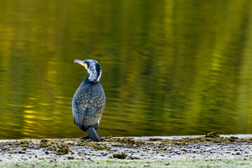 great crested cormorant