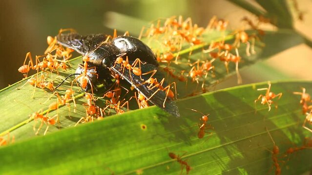 Ants are biting a dead  beetle   , out door Chiangmai Thailand