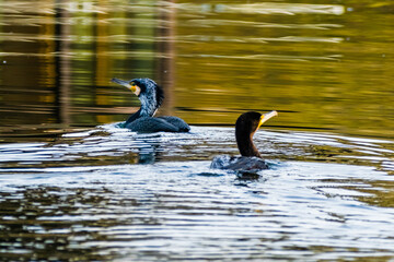 great crested cormorant