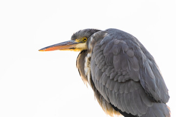 great blue heron