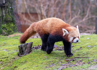 A cute red panda in a natural environment