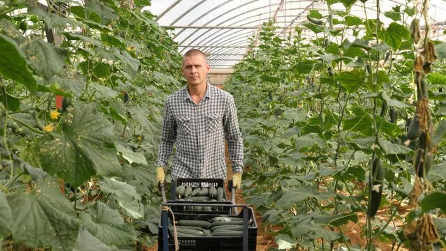 Man ushing cart with boxes full of cucumbers inside orcahrd. High quality 4k footage