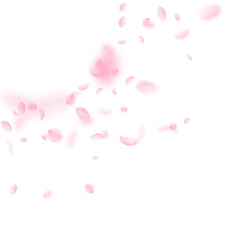 Fototapeta na wymiar Sakura petals falling down. Romantic pink flowers corner. Flying petals on white square background. Love, romance concept. Wondrous wedding invitation.