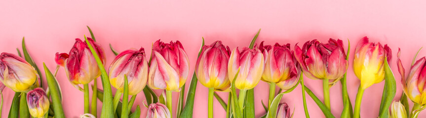 Pink tulip on pink background. Congratulations card for mother's day or international women's day. Minimalism, beautiful natural wallpaper. Spring flowers lie in a row, selective focus
