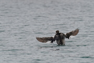 red necked grebe in teh sea