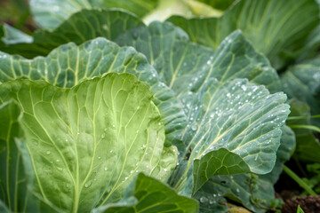 Organic vegetables grown in the garden