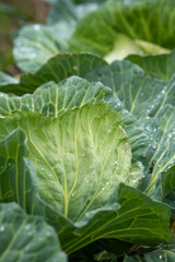 Organic vegetables grown in the garden