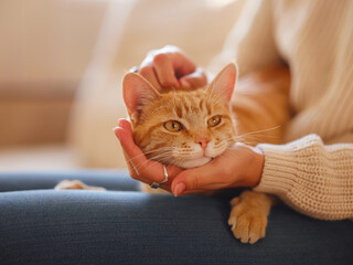 Young asian woman wears warm sweater resting with tabby cat on sofa at home one autumn day. Indoor...