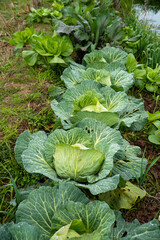 Organic vegetables grown in the garden