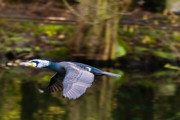 Cormorant in flight