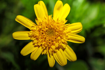 An African Bush Daisy ; overhead view ; close up