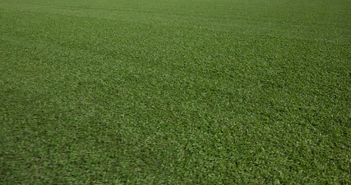 Soccer football field green lawn
