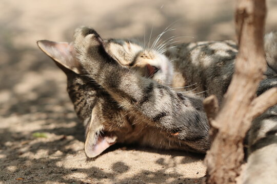 photo of A cat lying on the ground in the shade with its feet on its face sleeps in a funny way