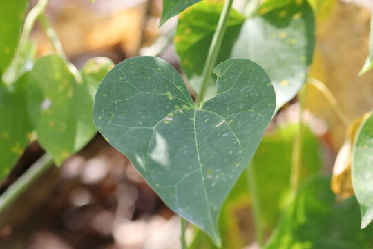 photo of Heart shaped green colored giloy leaf on a vine