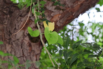 photo of fresh green heart shaped leaves Giloy vine climbing on a neem tree