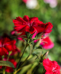 A deep red Sweet William bloom ; vertical image