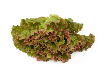 Fresh red lettuce isolated on white background.