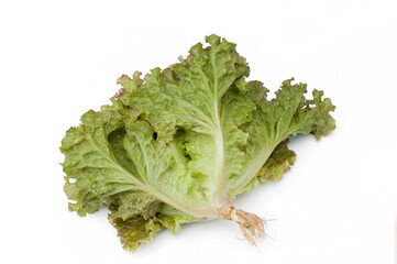 Fresh red lettuce isolated on white background.