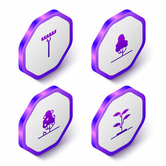 Set Isometric Garden rake, Fruit tree, and Sprout icon. Purple hexagon button. Vector