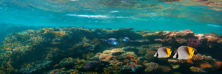 Fototapeta na wymiar panorama underwater coral reef on the red sea