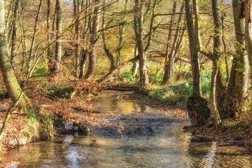 Dussel River,Neandertal,Bergisches Land,North Rhine Westphalia,Germany