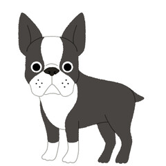 ボストン・テリアの犬イラスト