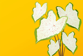Vector tropical caladium leaf banner on yellow background. Exotic botanical design. Modern simple nature graphic elements. Suit for poster, banner, flyer, brochure, website. Vector illustration
