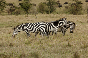 Obraz na płótnie Canvas zebras on the savannah