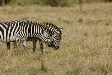 Fototapeta na wymiar zebras on the savannah