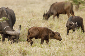 cape buffalo calf on the savannah
