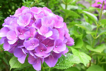 満開の紫陽花