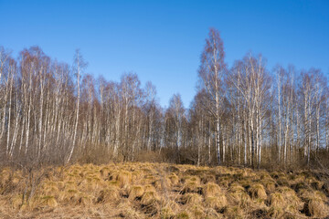 Moorbirkenwald im Banngebiet Staudacher am Federsee