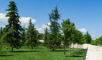 Beautiful Himalayan cedar (Cedrus Deodara, Deodar) on lush green lawn in public landscape city Park Krasnodar or Galitsky Park in sunny summer 2021