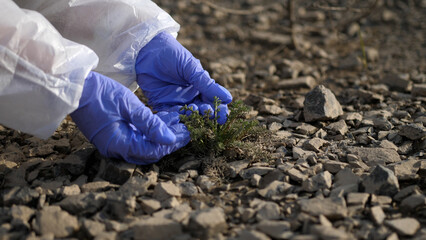 Scientist or ecologist in protective suit and gloves analyzing plant on polluted dried land. Close...