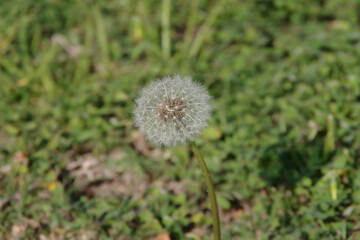 Close-up view of a dandelion seeds clock