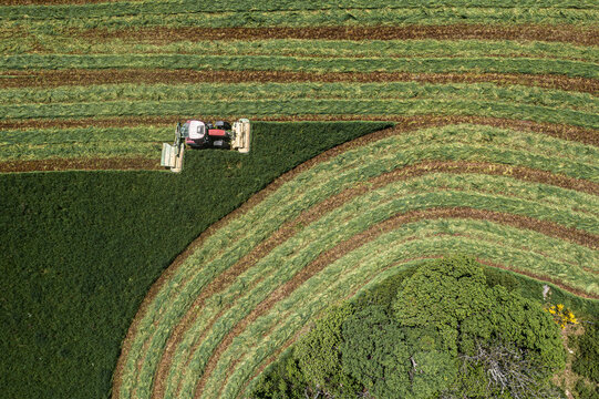 Tractor harvesting rows in green hay crop, Auvergne, France
