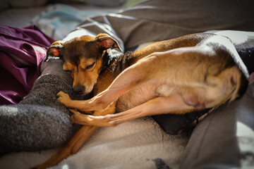 Miniature pinscher resting in a funny pose at home.